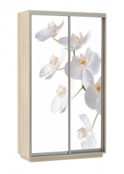 Шкаф-купе двухдверный Экспресс Хит Орхидея белая/Ясень шимо светлый