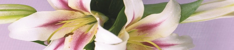 Глянцевый фартук (КОМПОЗИТ) KM 204_0